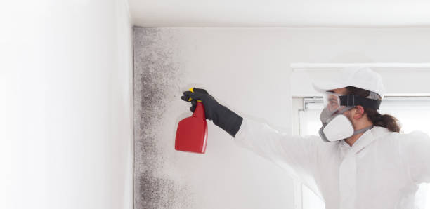 Best Commercial Mold Removal  in Loving, NM
