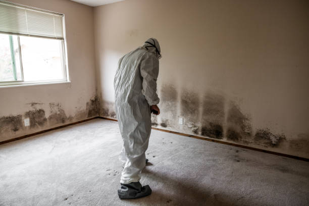 Office Mold Removal Services in Loving, NM