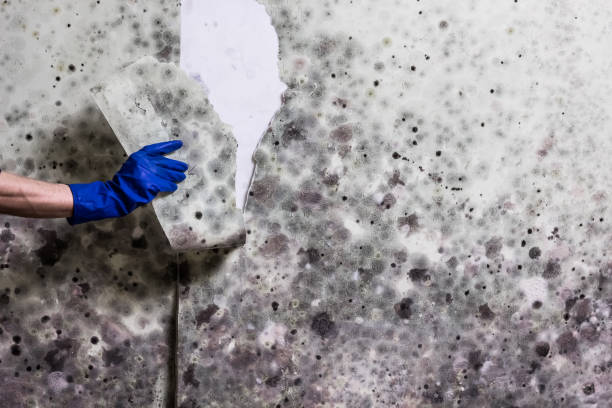 Best Crawl Space Mold Removal  in Loving, NM